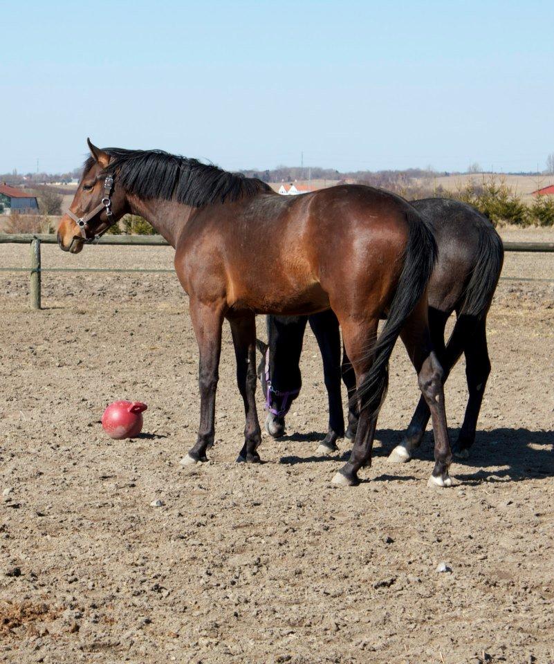 Dansk Varmblod Ringsgaards geni - April 2013 billede 35