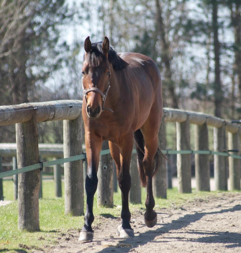 Dansk Varmblod Ringsgaards geni billede 36
