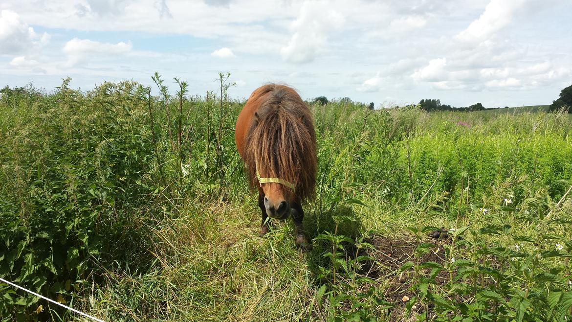 Shetlænder Zorro billede 3