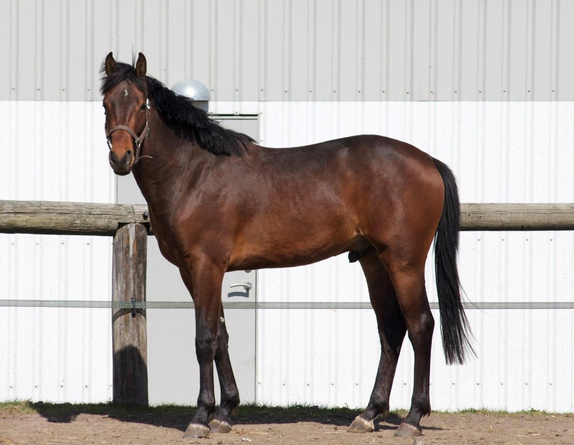 Dansk Varmblod Ringsgaards geni - April 2013 billede 37
