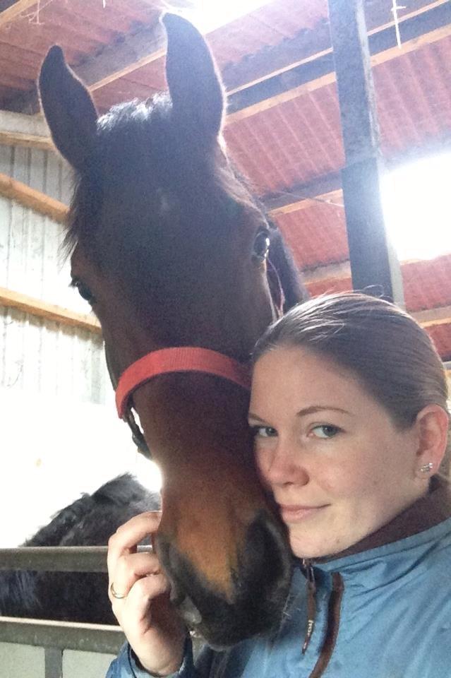 Dansk Varmblod Ringsgaards geni billede 38