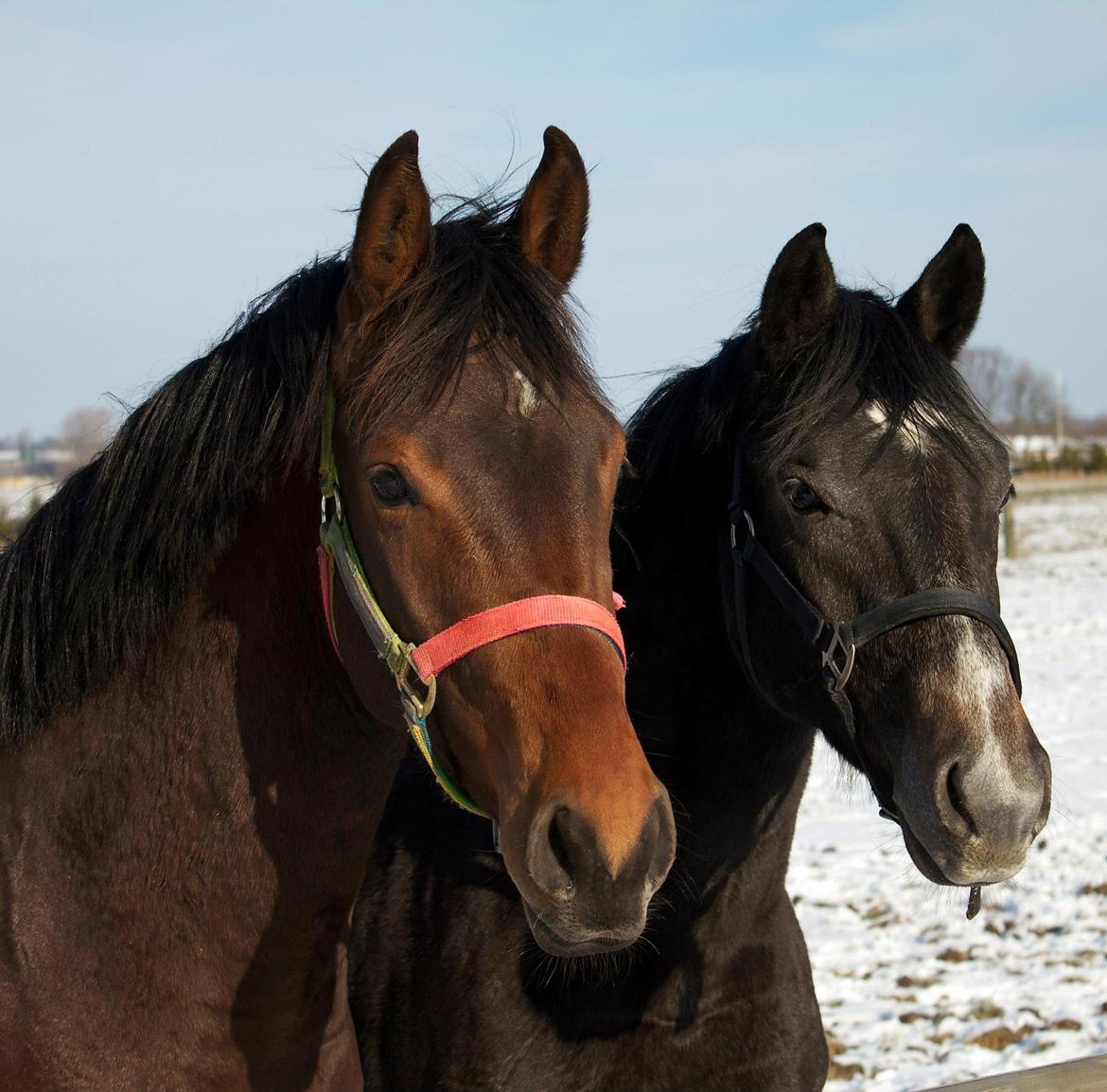 Dansk Varmblod Ringsgaards geni - Februar 2013 <3 billede 39