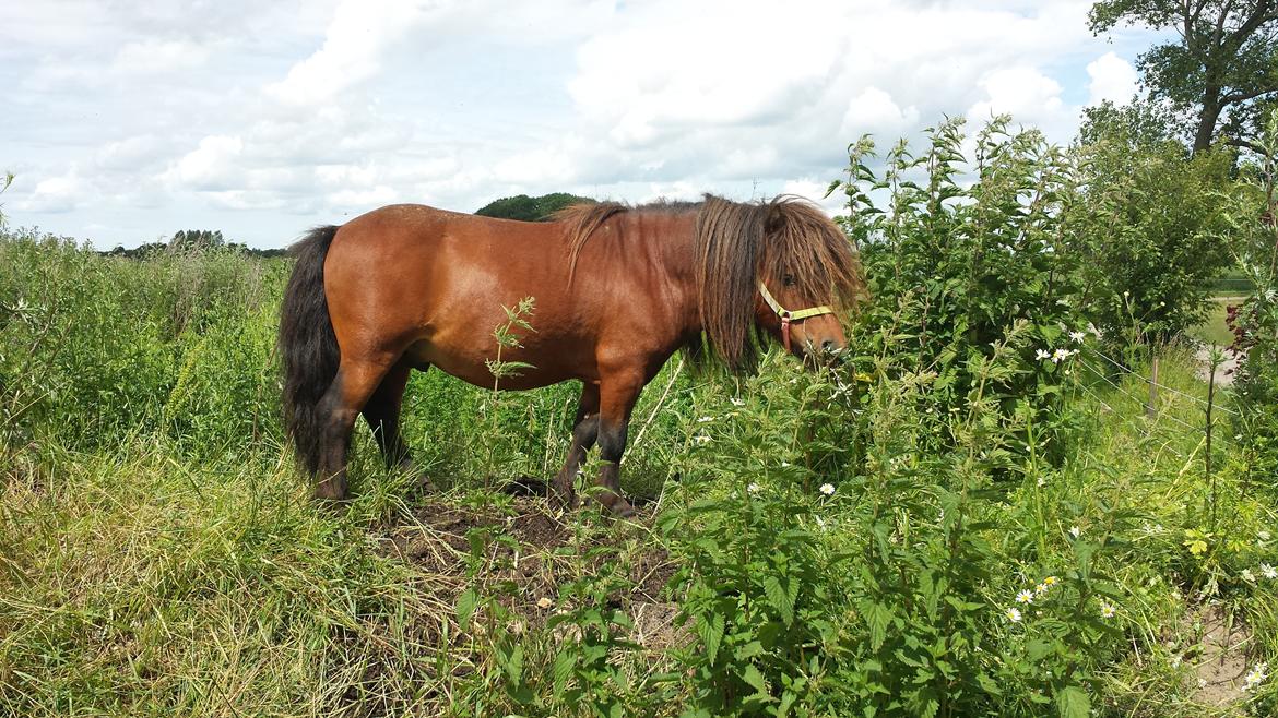Shetlænder Zorro billede 4
