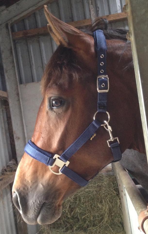 Dansk Varmblod Ringsgaards geni - Juni 2013 <3  billede 40