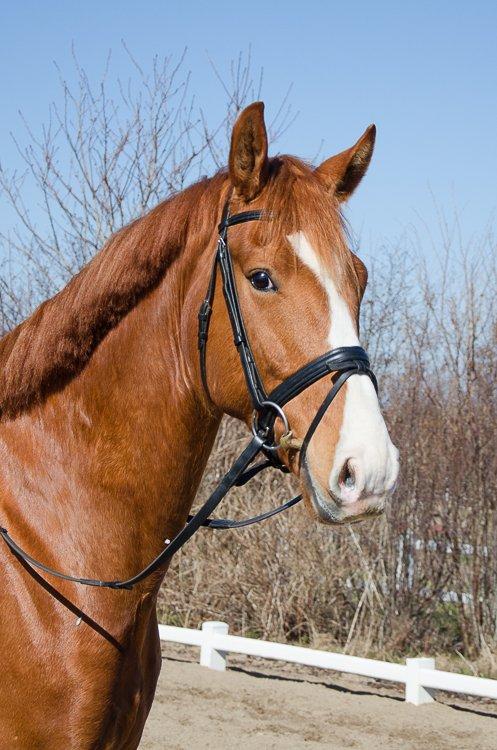 Dansk Varmblod Vestergårdens Zackvill billede 5
