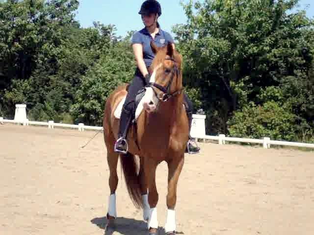 Dansk Varmblod Vestergårdens Zackvill - Da jeg prøvede ham billede 6