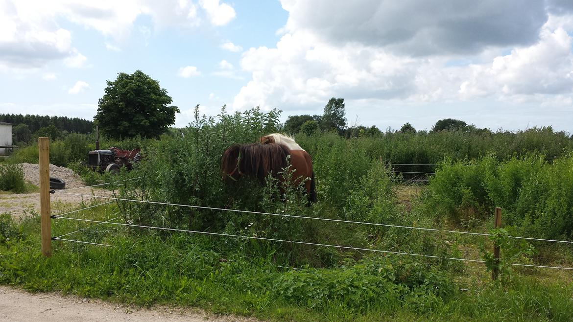 Shetlænder Zorro billede 5