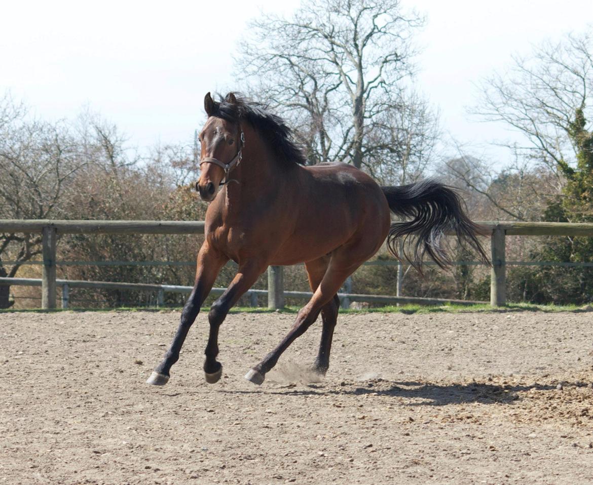Dansk Varmblod Ringsgaards geni - April 2013 billede 5