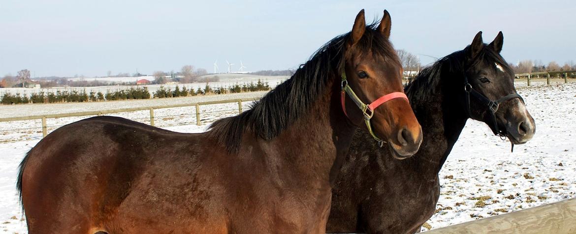 Dansk Varmblod Ringsgaards geni - Februar 2013 billede 27