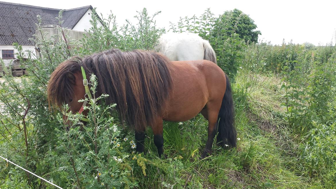 Shetlænder Zorro - Elsker hans lange man og pandelok :) billede 6