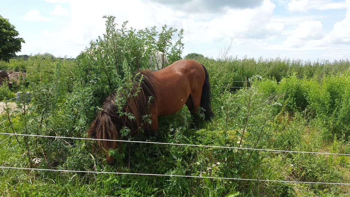 Shetlænder Zorro billede 7
