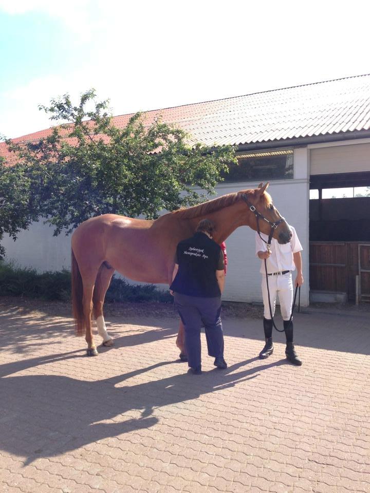 Dansk Varmblod Vestergårdens Zackvill - Handelsundersøgelse billede 8
