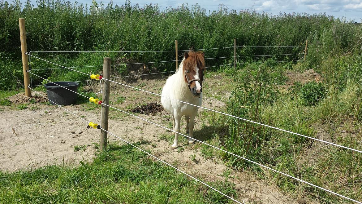 Shetlænder Mr. Blue Destiny billede 2