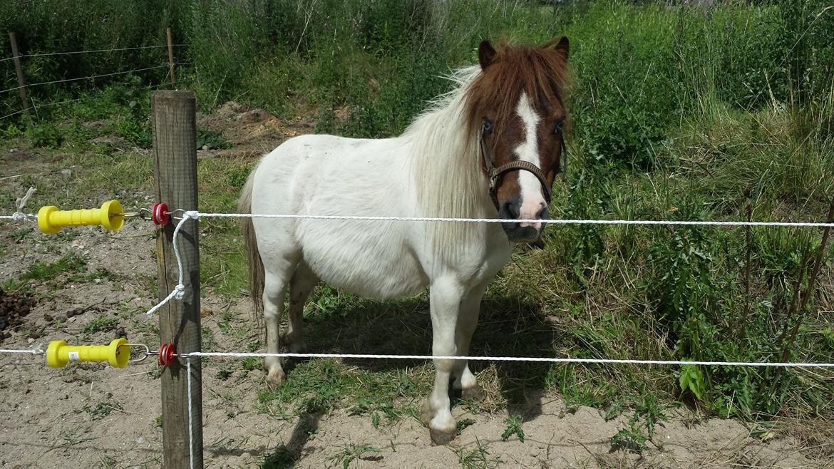 Shetlænder Mr. Blue Destiny billede 1