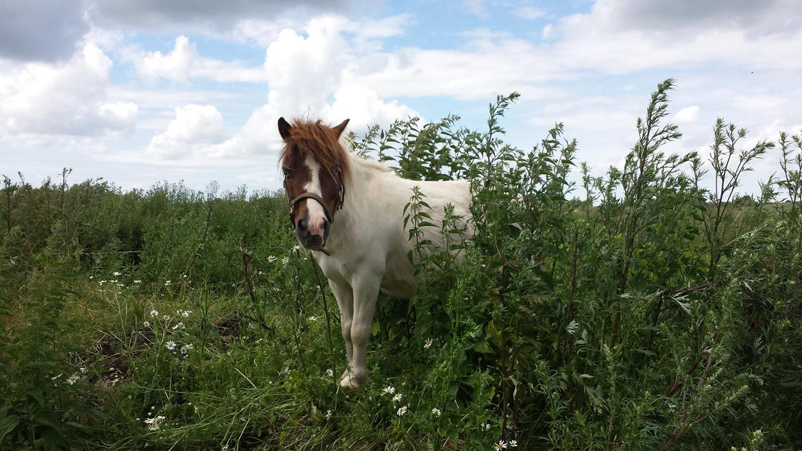 Shetlænder Mr. Blue Destiny billede 3