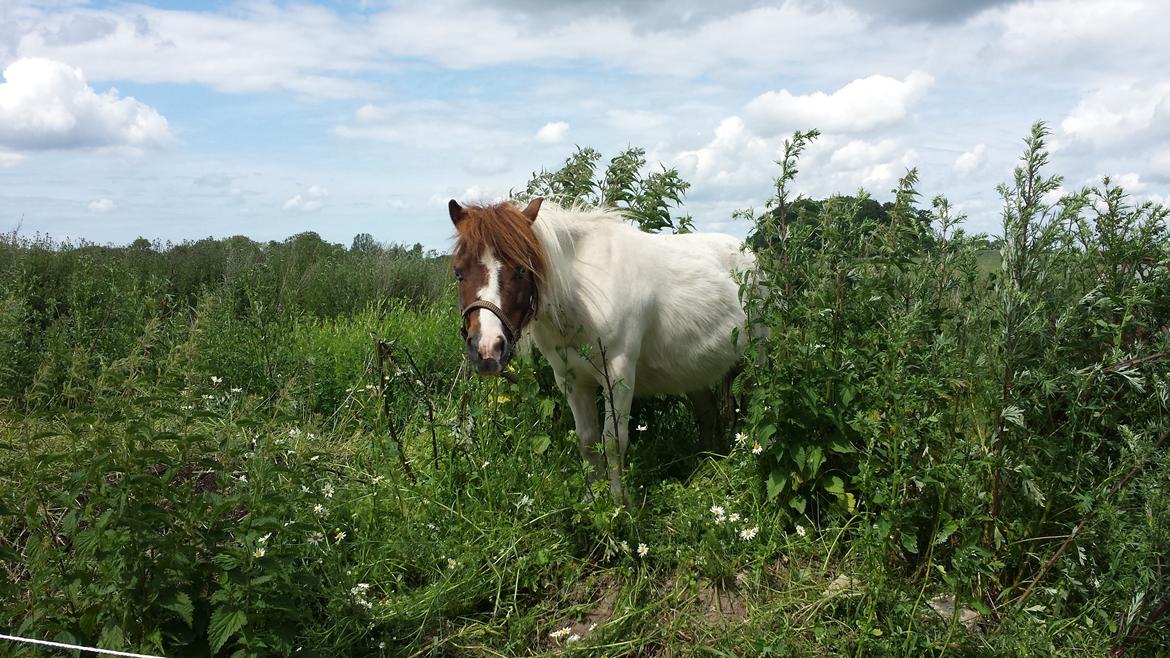 Shetlænder Mr. Blue Destiny billede 6