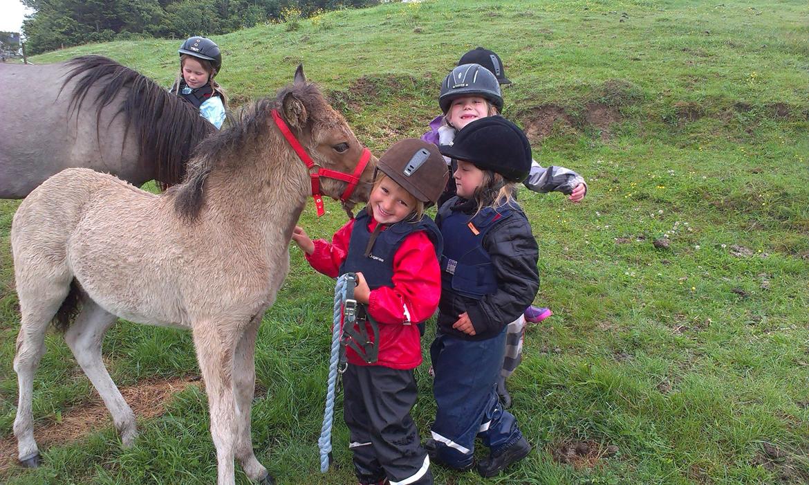 Islænder Vorperla fra Bjergby - Ny flot grime :) 2 mdr gammel (Annika 5 år) billede 18