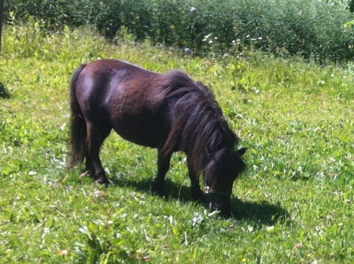 Shetlænder Mille  billede 3