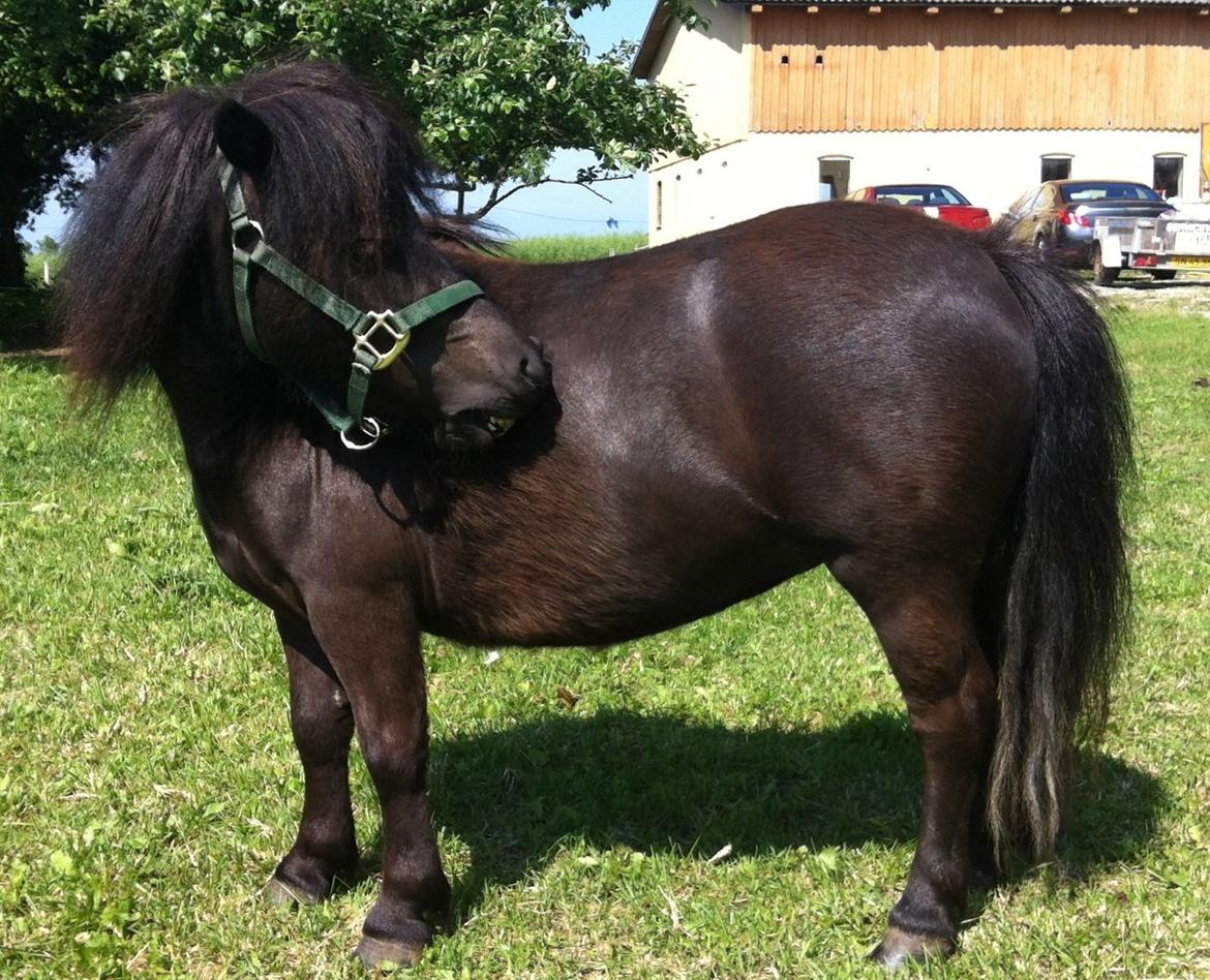 Shetlænder Mille  billede 4