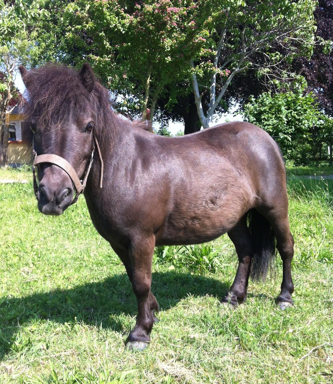 Shetlænder Mille  billede 5