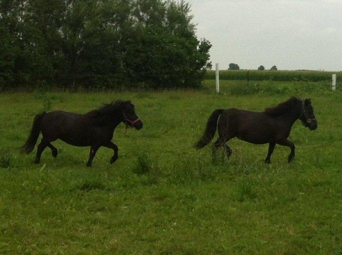 Shetlænder Mille  - mor og datter  billede 6