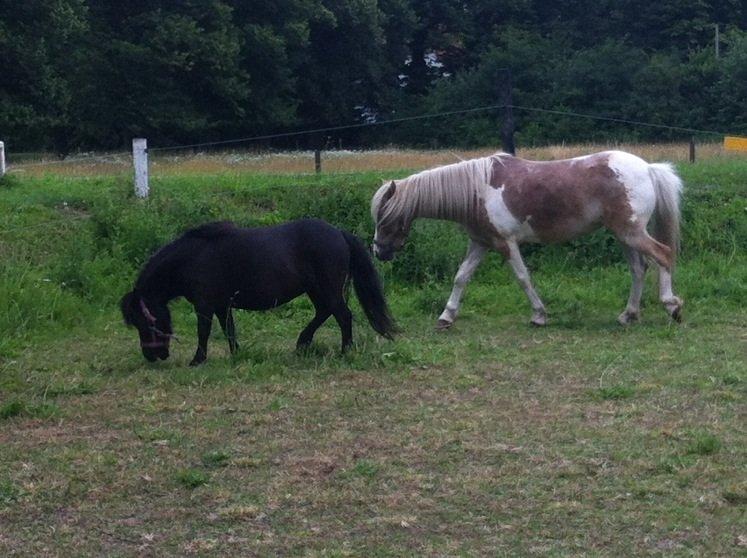 Shetlænder Mille  - mille og nanna  billede 7