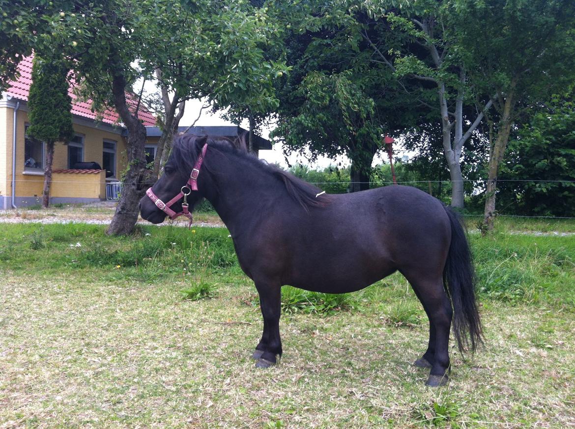 Shetlænder Mille  billede 8