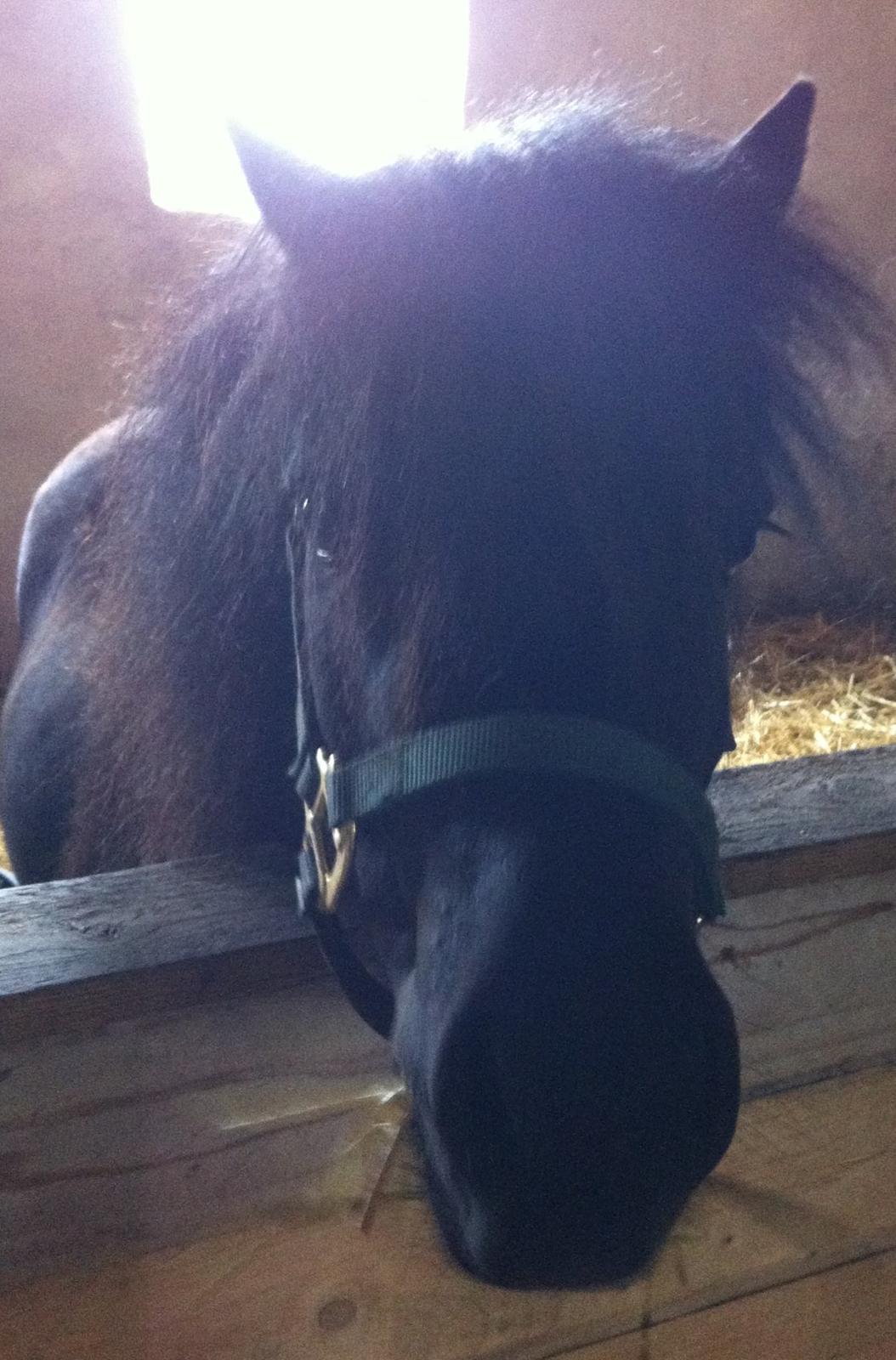 Shetlænder Mille  billede 9