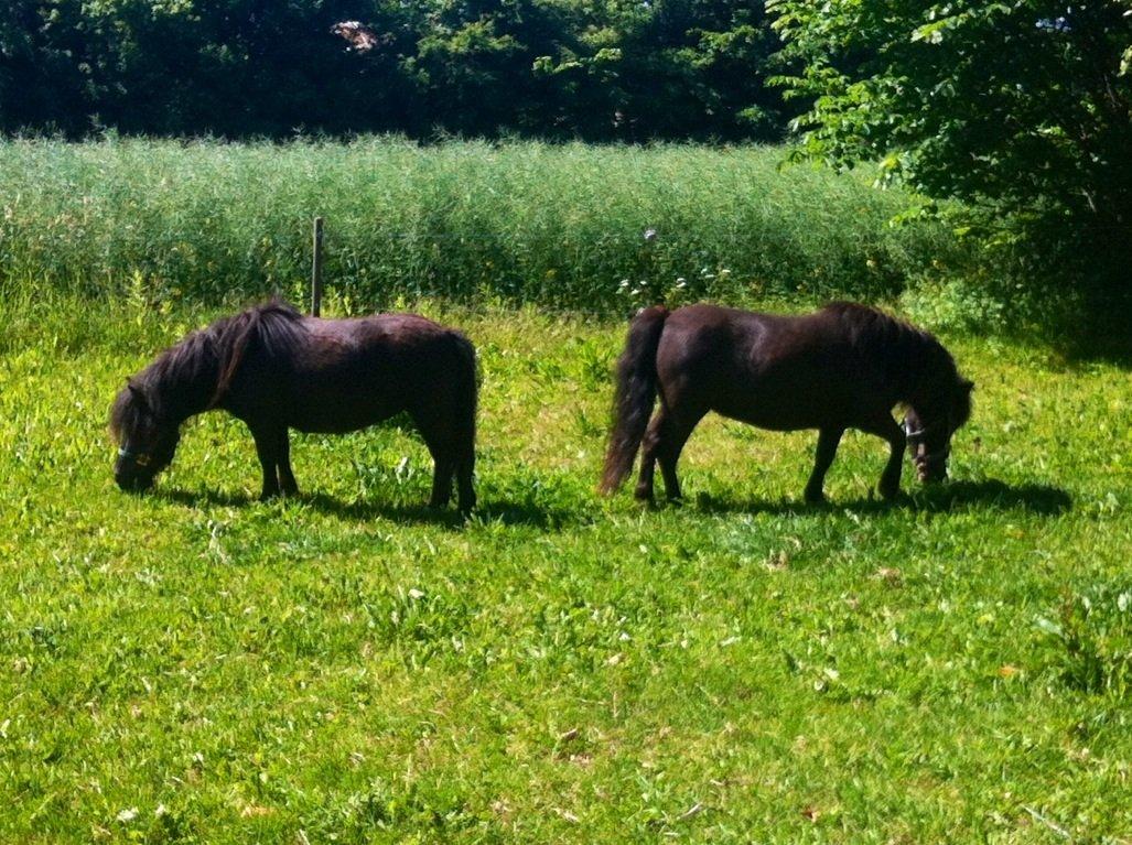Shetlænder Mille  - mor og datter  billede 10