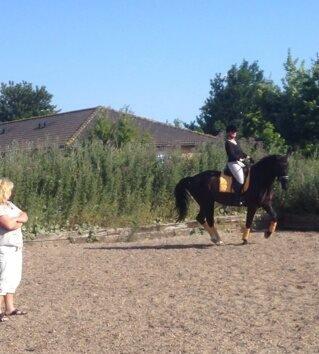 Dansk Varmblod Fruerlundens Rosita - Undervisning ved Charlotte Frederiksen 11. juli 2013 billede 14