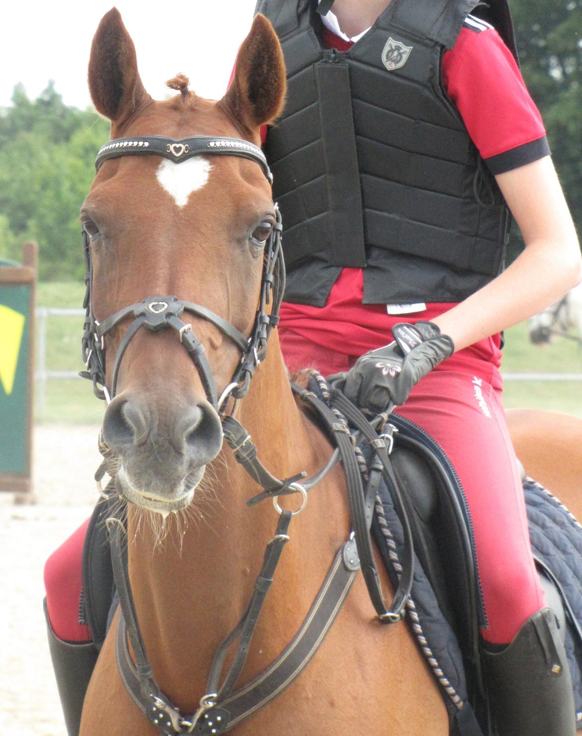 Hollandsk Sportspony Xana Maxima - "Hej stoore verden!" billede 10