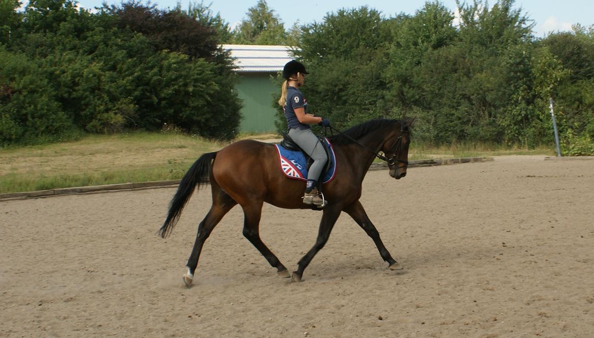Dansk Varmblod Bjerglunds Sunlight - NYT [d. 16/7 13] 3 år siden vi sidst har fået taget billeder på en alm dressur dag (ikke at vi overhovedet har redet det meget på det sidste men stadig, hehe...  og har ikke fået undervisning i 1,5 år, så jaja pæn opstilling upsi) billede 16