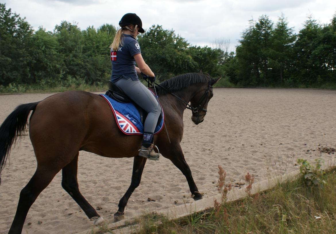 Dansk Varmblod Bjerglunds Sunlight - NYT [d. 16/7 13] 3 år siden vi sidst har fået taget billeder på en alm dressur dag (ikke at vi overhovedet har redet det meget på det sidste men stadig, hehe...  og har ikke fået undervisning i 1,5 år, så jaja pæn opstilling upsi) billede 17