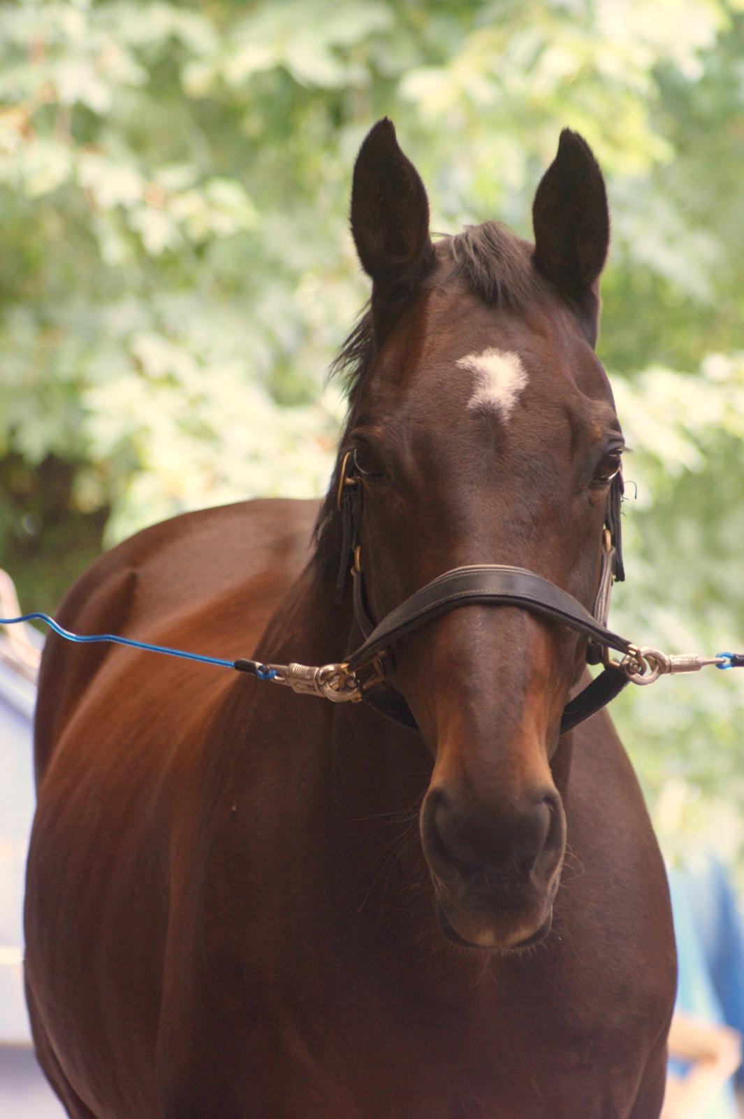 Dansk Varmblod Bjerglunds Sunlight - NYT [d. 16/7 13] Søde søde Sunlight billede 19