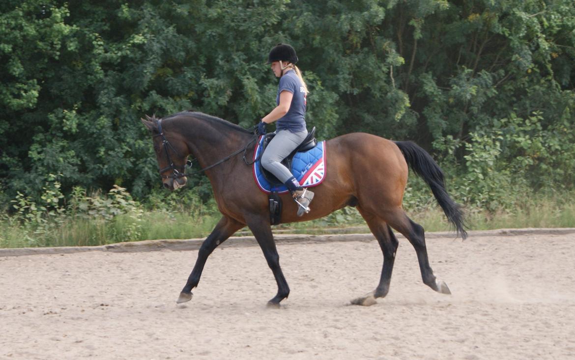 Dansk Varmblod Bjerglunds Sunlight - NYT [d. 16/7 13] 3 år siden vi sidst har fået taget billeder på en alm dressur dag (ikke at vi overhovedet har redet det meget på det sidste men stadig, hehe... og har ikke fået undervisning i 1,5 år, så jaja pæn opstilling upsi) billede 18