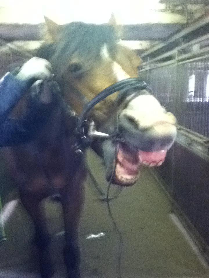 Dansk Varmblod Zacki - SMILLLLL :-D <3 <3 billede 5