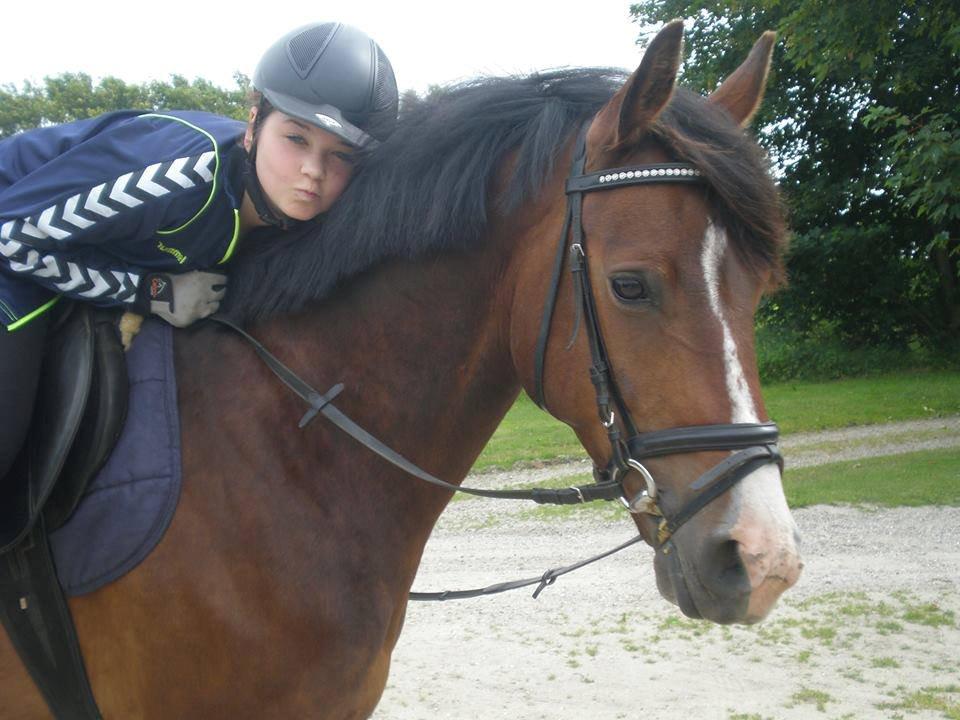 Dansk Varmblod Zacki - Dig og mig 4-ever <3 <3 billede 6