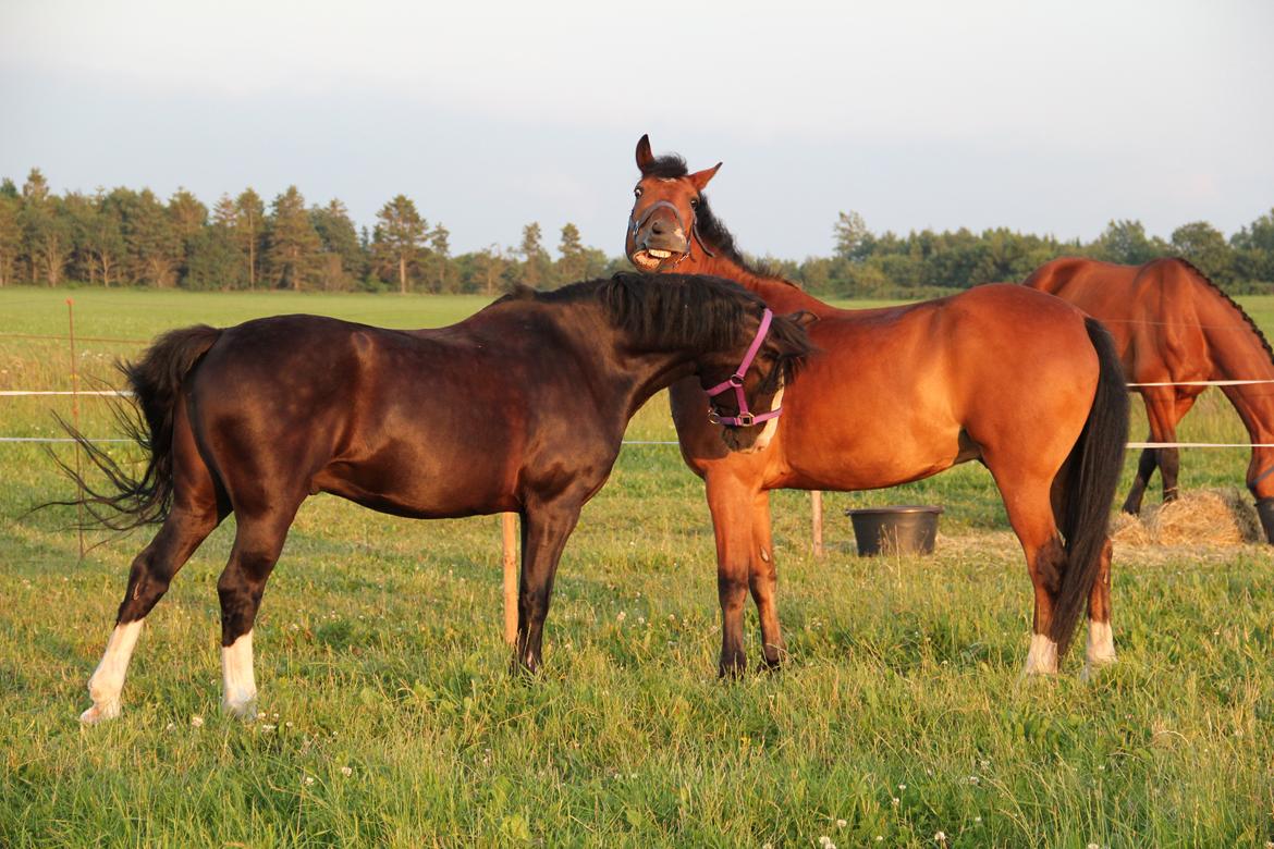 New Forest Fly billede 8