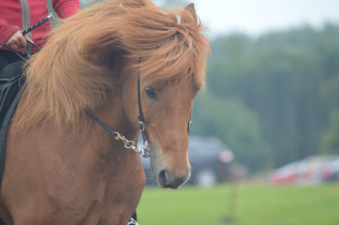 Islænder Baldur fra Holmgård billede 14