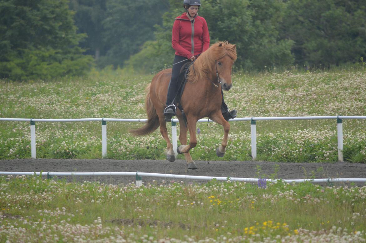 Islænder Baldur fra Holmgård - Balder i galop billede 15