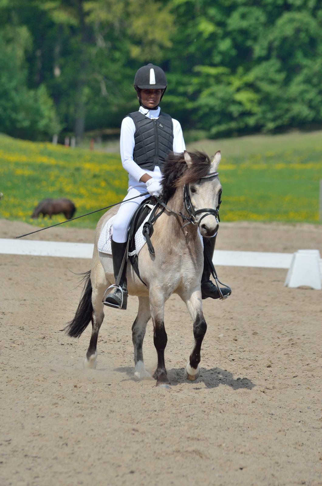 Welsh Mountain (sec A) Milkyway (min part) billede 2