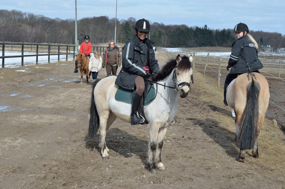 Welsh Mountain (sec A) Milkyway (min part) billede 5