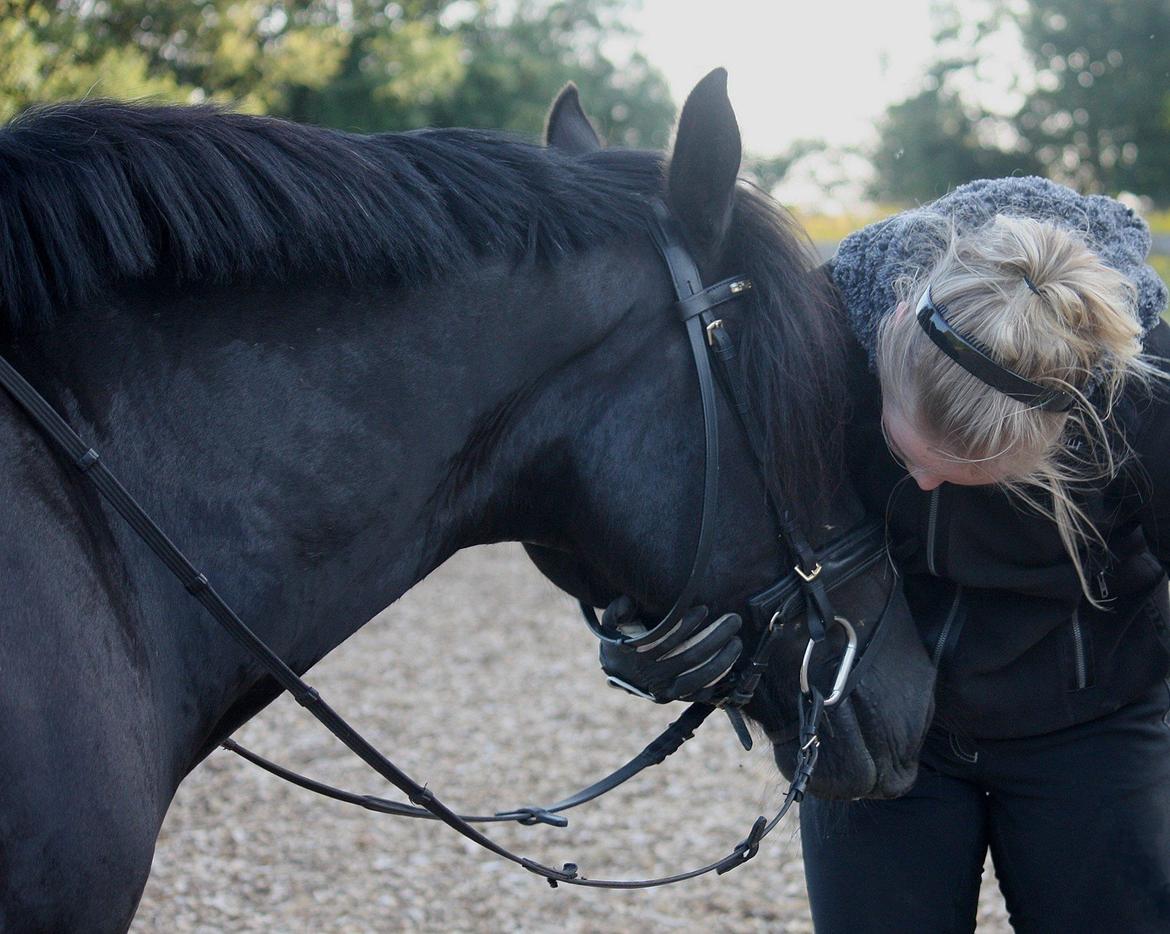 Welsh Cob (sec D) Carport's Chrysler - <3 billede 2
