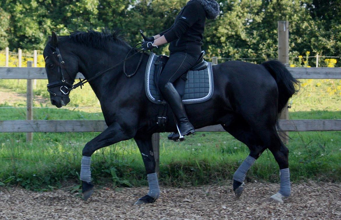 Welsh Cob (sec D) Carport's Chrysler - Aftentræning i juli 2013 billede 9
