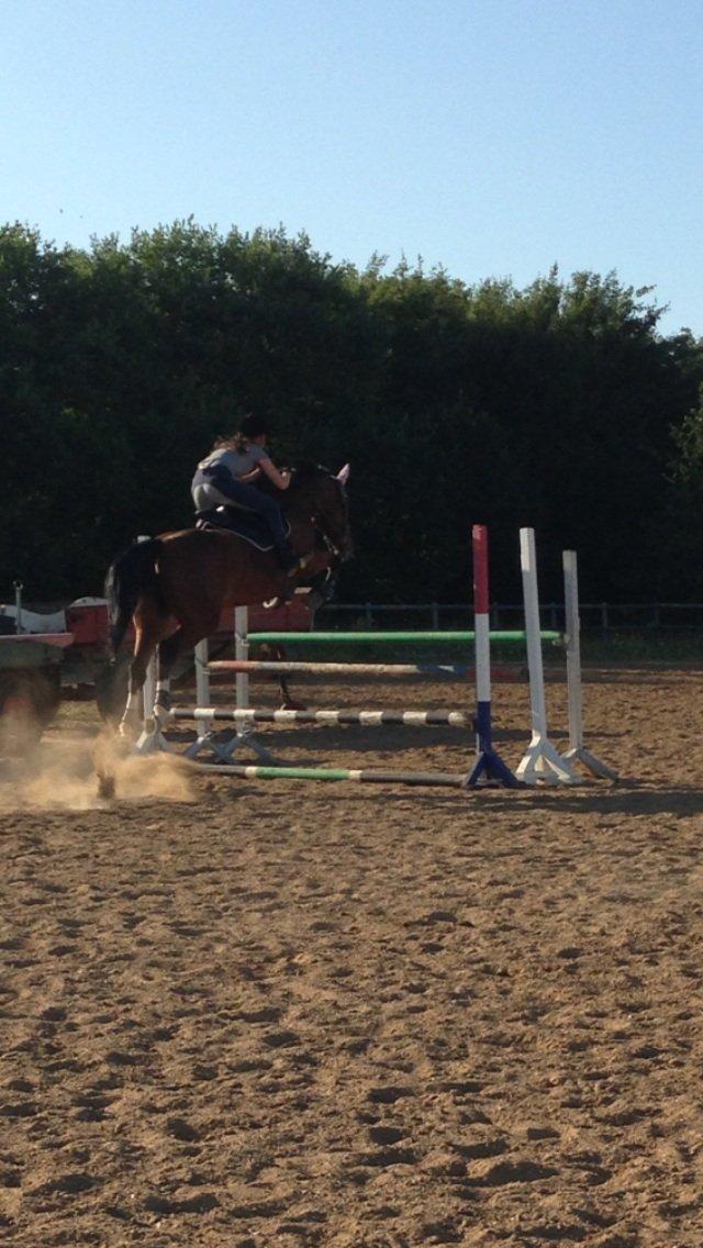 Dansk Varmblod Volstrups Carla - Springtræning. billede 12