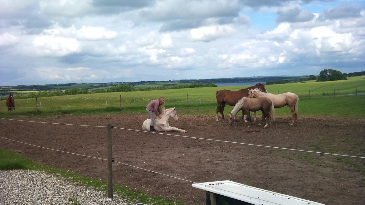 Palomino Stensgaardens Cavanoux billede 15