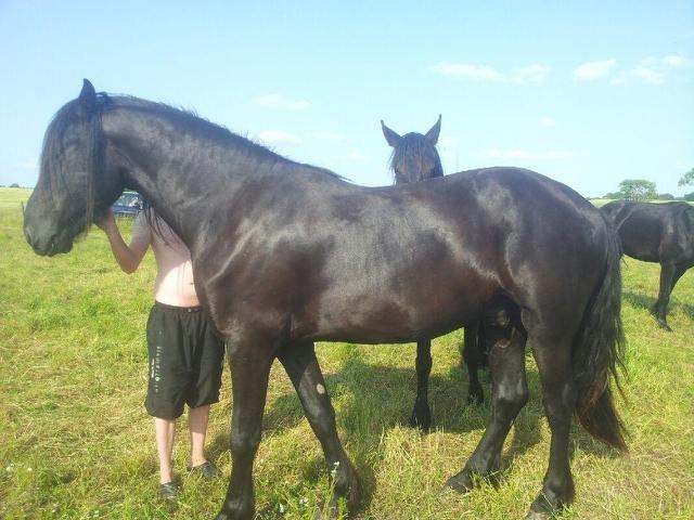 Frieser hasse krongaard - min prins
 billede 1