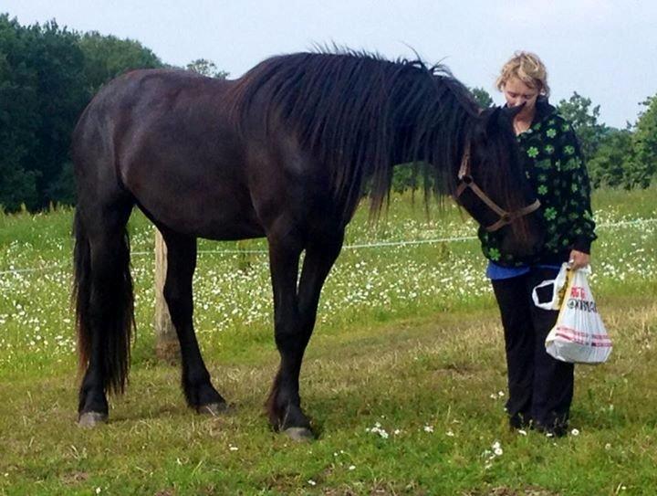 Frieser hasse krongaard - første gang vi hilser på hinanden ved gamle ejer  billede 2