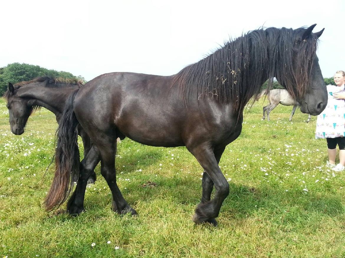 Frieser hasse krongaard - smukke hasse billede 4