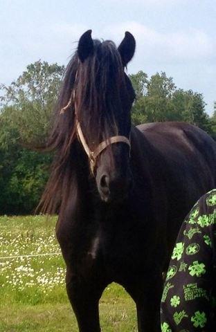 Frieser hasse krongaard - jeg kaldte på ham og han kom første gang  billede 5